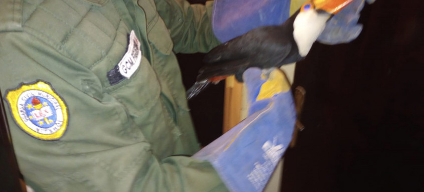 Guarda Ambiental de Niterói resgata tucano em São Francisco