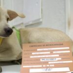 Caminho Niemeyer traz atrações gratuitas no final de semana em Niterói