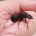 Policiais do 7º Batalhão e Sentran realizam ‘Operação Força Total’