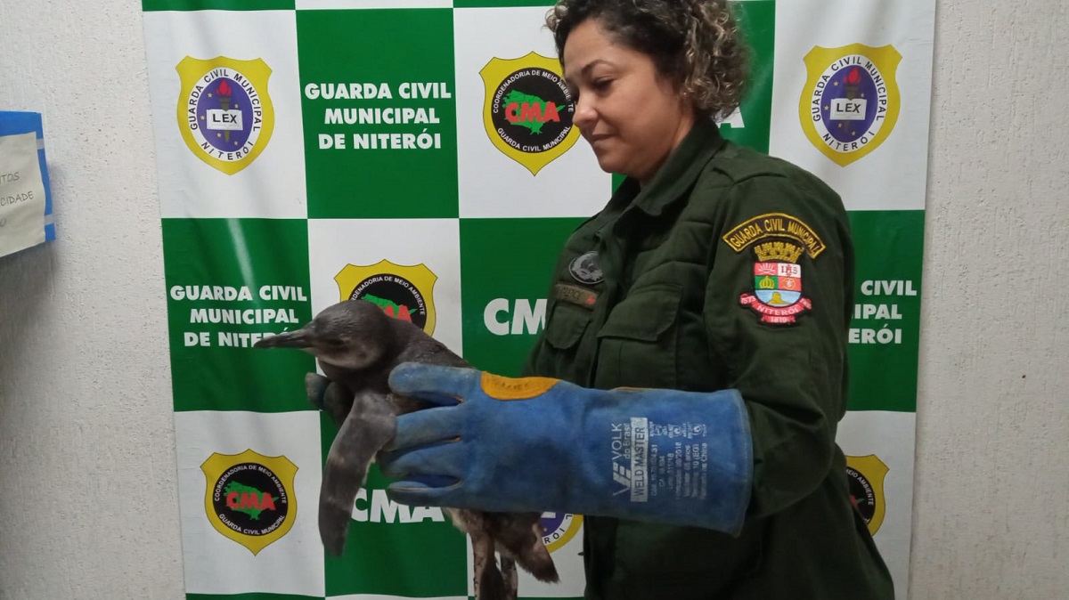 Guarda Ambiental de Niterói resgata pinguim na Praia de Icaraí