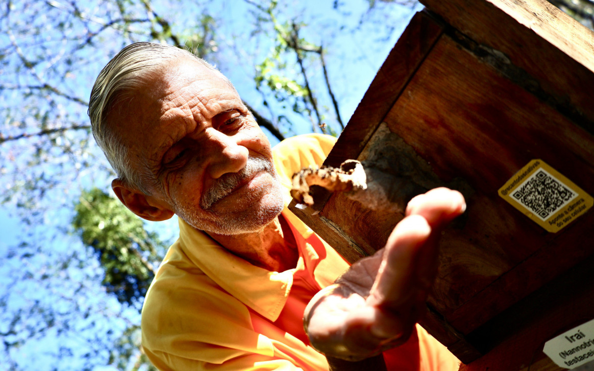 Niterói usa abelhas sem ferrão para impulsionar reflorestamento na cidade