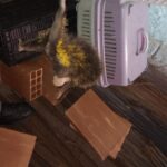 Niterói teve pelo menos 50 tartarugas mortas em praias em três meses