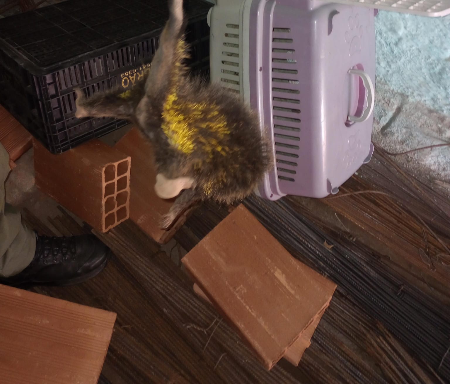 Guarda Ambiental de Niterói resgata ouriço-cacheiro no bairro de Itaipú