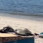 Clin intensifica força-tarefa de limpeza em Niterói durante o verão