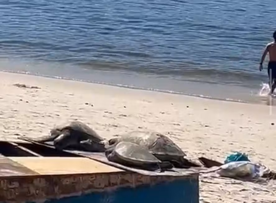 Niterói teve pelo menos 50 tartarugas mortas em praias em três meses