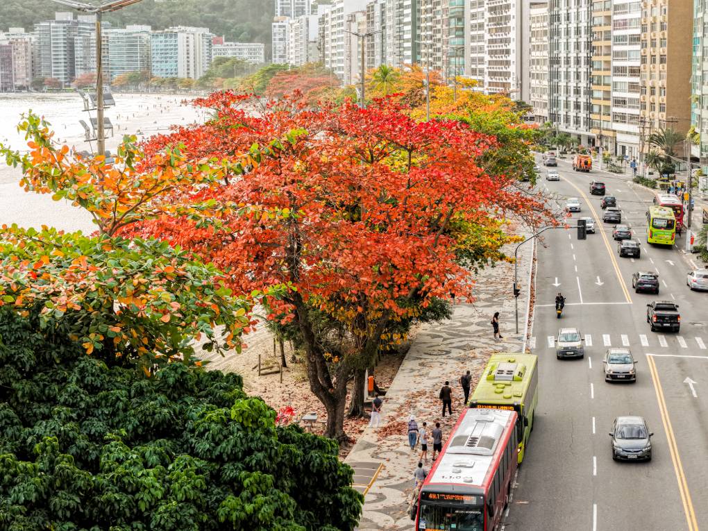 Niterói recebe selo internacional de arborização urbana pelo quinto ano seguido